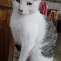 Gato macho 