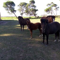 Vendo caballos, petisos, ponys