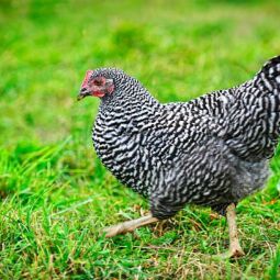VENDO GALLINAS