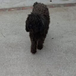 Perrito perdido 