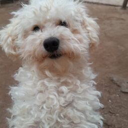 Se busca 