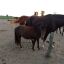Ponys Vendo